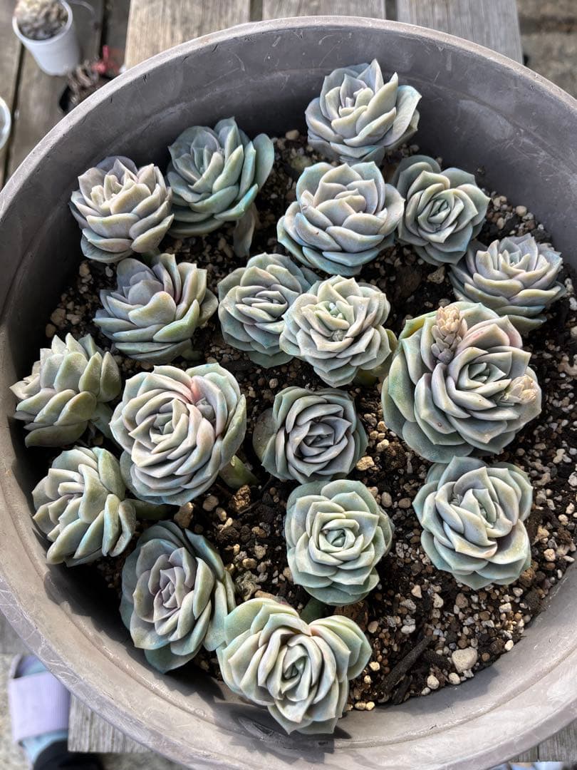 メルカリ便発送！さとぴ・多肉☆ラブリーローズ・大・42苗+18苗=60苗