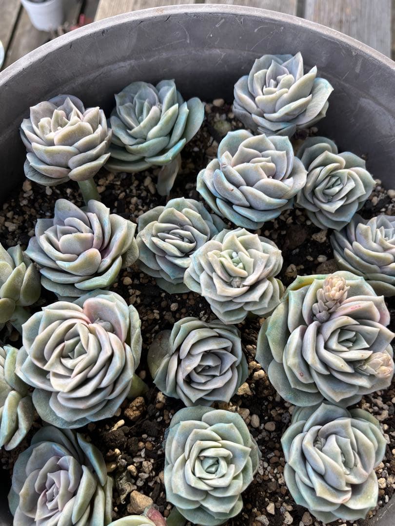 メルカリ便発送！さとぴ・多肉☆ラブリーローズ・大・42苗+18苗=60苗