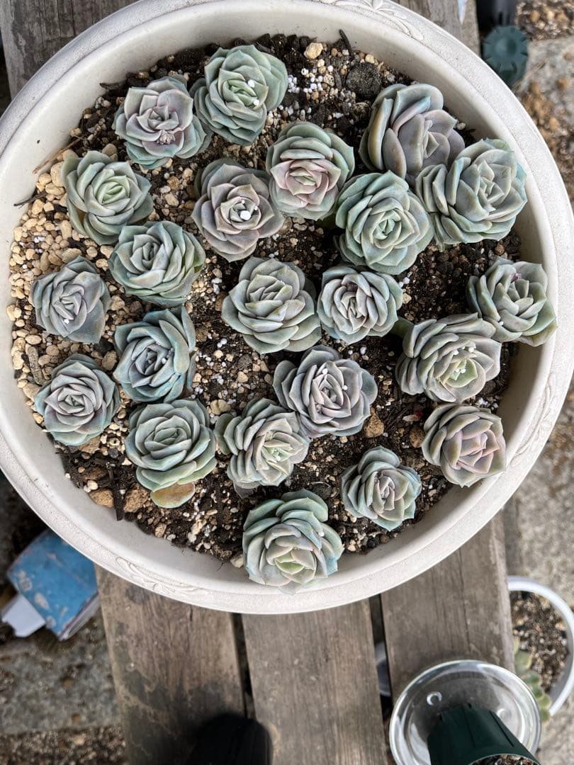 メルカリ便発送！さとぴ・多肉☆ラブリーローズ・大・42苗+18苗=60苗