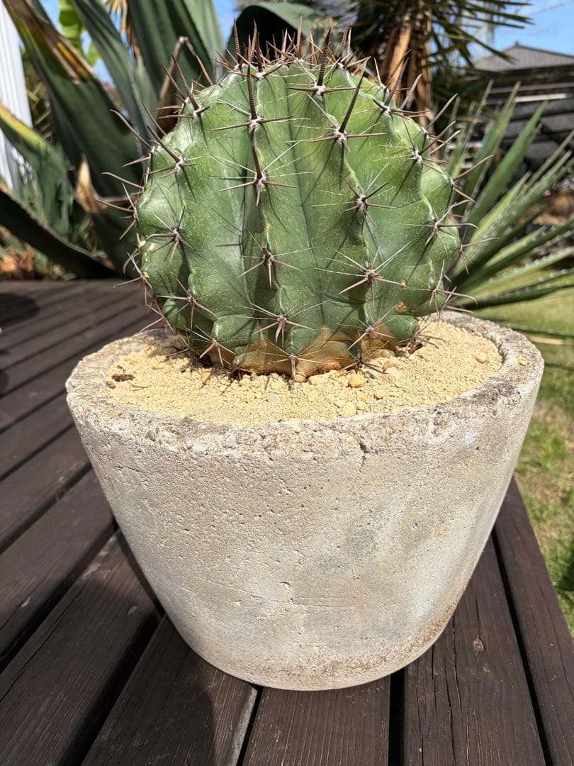 フェロカクタス半島玉　大株◇ドライガーデン多肉サボテン　アガベ ロストラータ南国