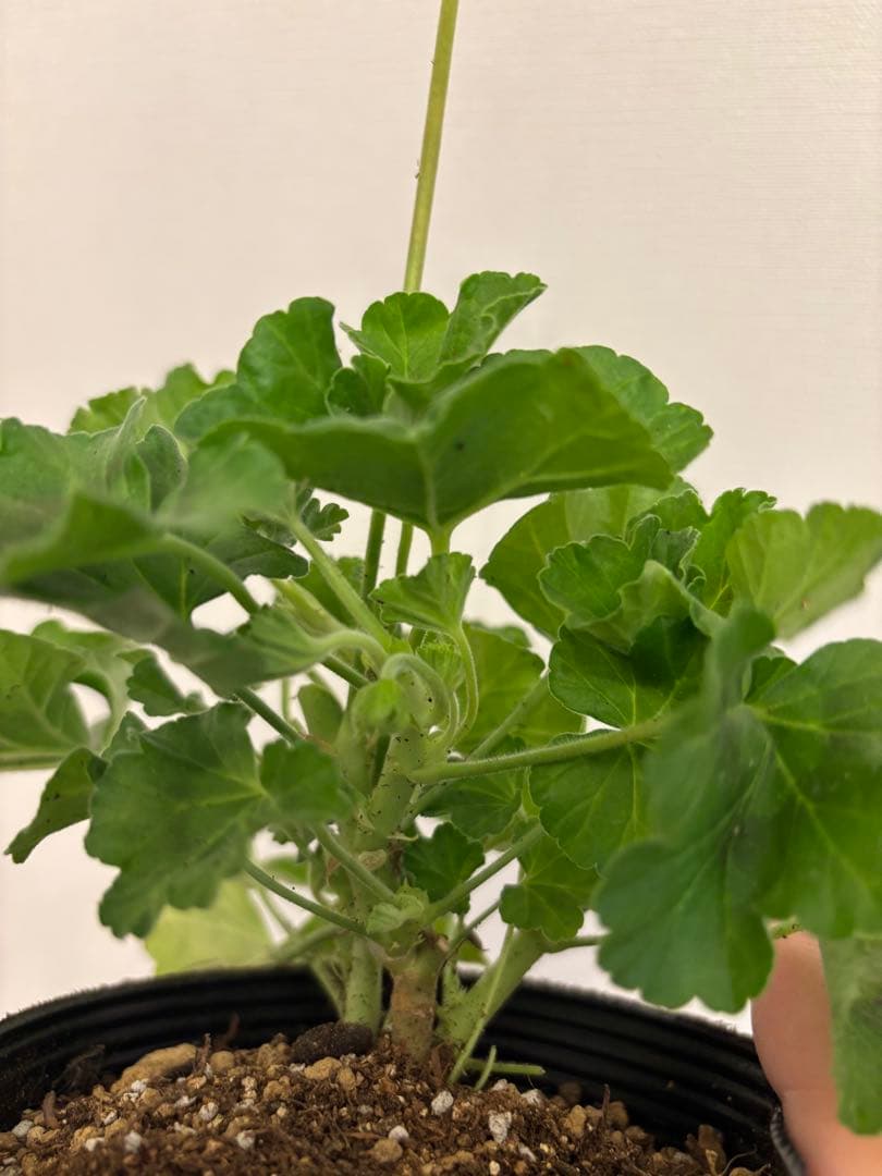 専用リンク　蕾付き　日本初ゼラニウム　希少品種ゼラニウム