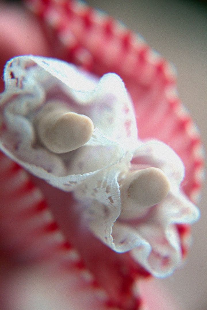 ヴィンテージ チャイナヘッドドール ぶた クリスマス オーナメント