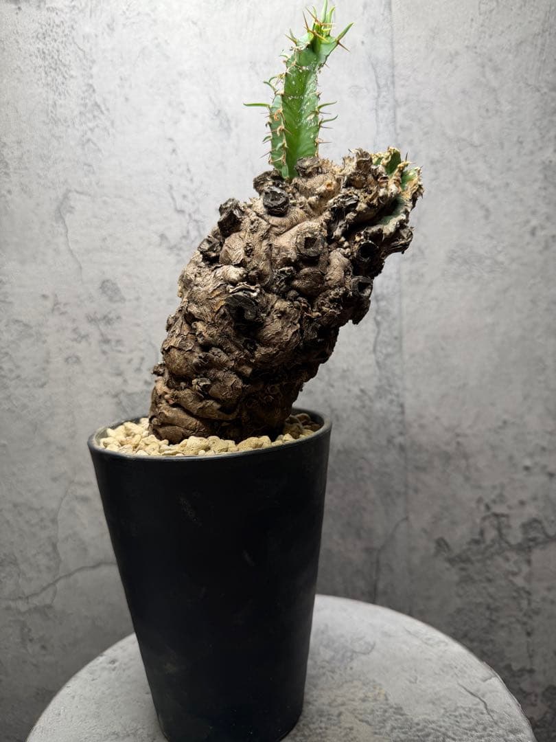 ユーフォルビア　ムランジーナ　発根済み