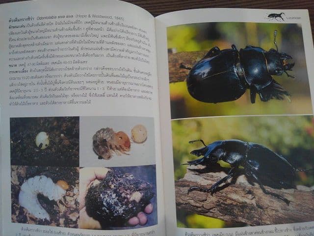 【輸入本】タイの専門書【クワガタ】