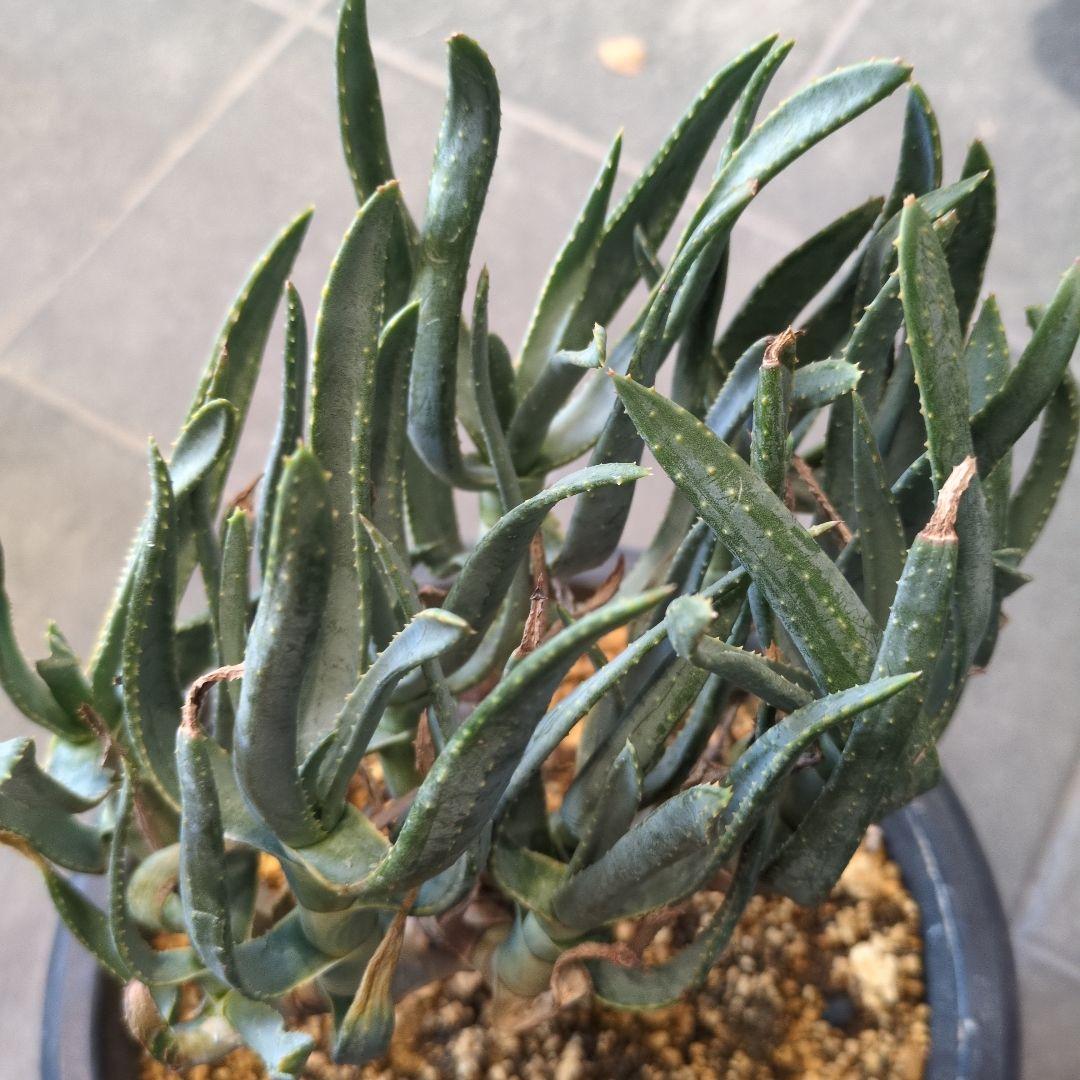 P*a様 アロエ　ラモシシマ 特大株　珍奇植物　塊根植物　コーデックス　多肉植物