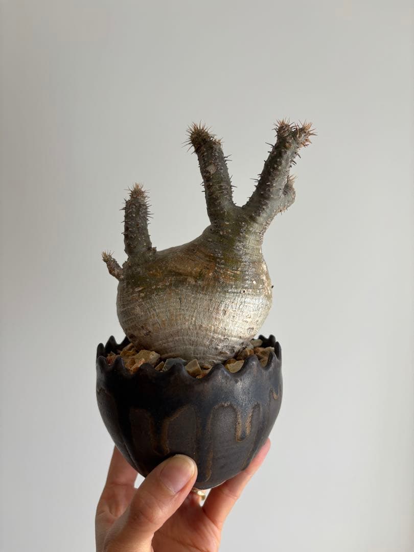 ⭐︎のりあやいいふうふ★グラキリス　現地球　発根済　作家鉢付