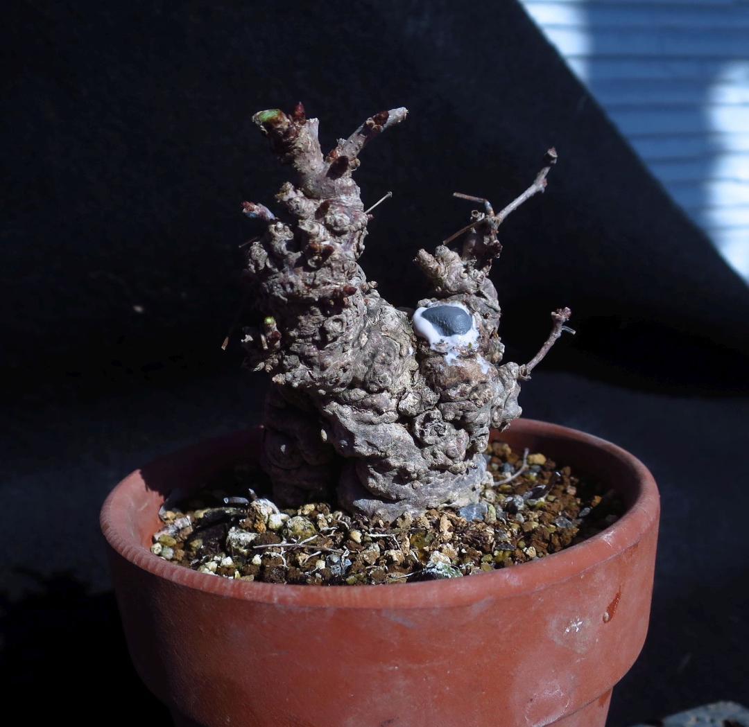 五葉あけび　アケビ　太幹　小品盆栽