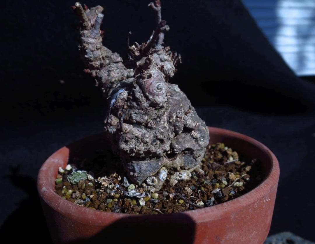 五葉あけび　アケビ　太幹　小品盆栽