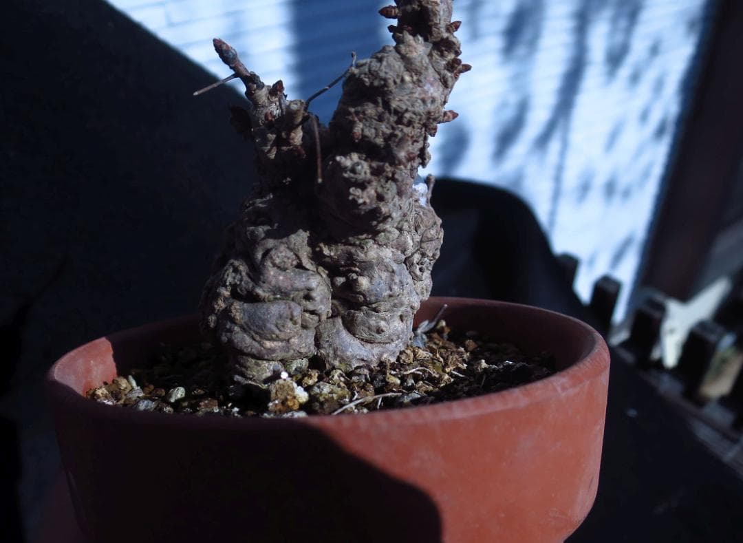 五葉あけび　アケビ　太幹　小品盆栽