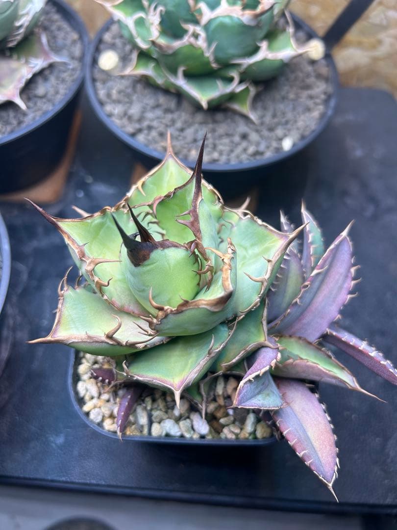 チタノタ　ノーネーム　コンパクタ　ボールタイプ　子株付き