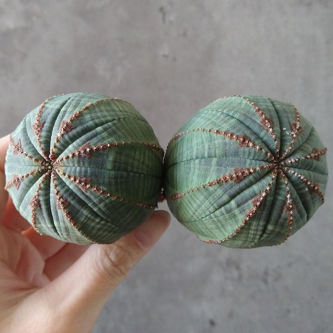 Ｈ*様 B15720★オークション★ユーフォルビア オベサ ダブルヘッド 美株！