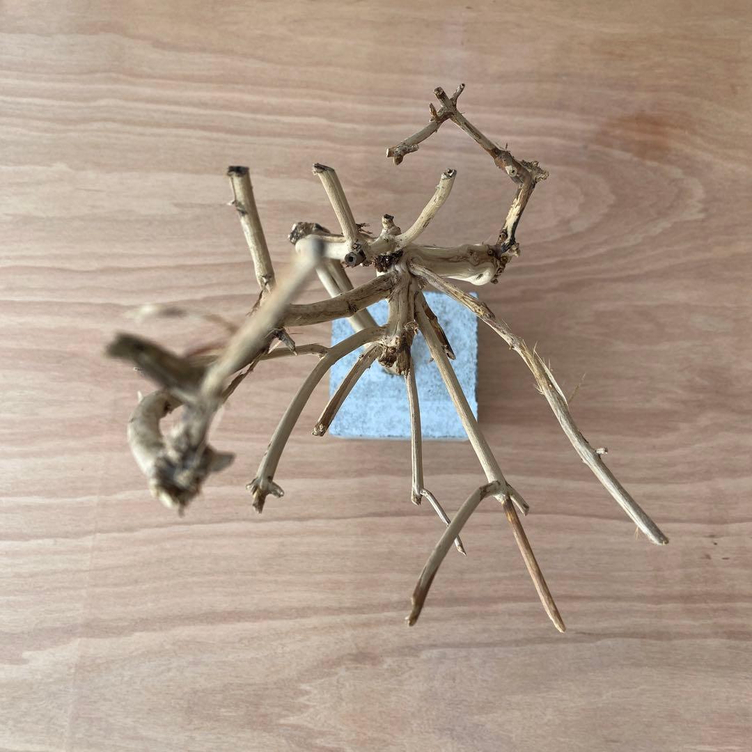 【コンクリート盆栽 流木オブジェ】ディスプレイ アート インテリア 鍵 爬虫類