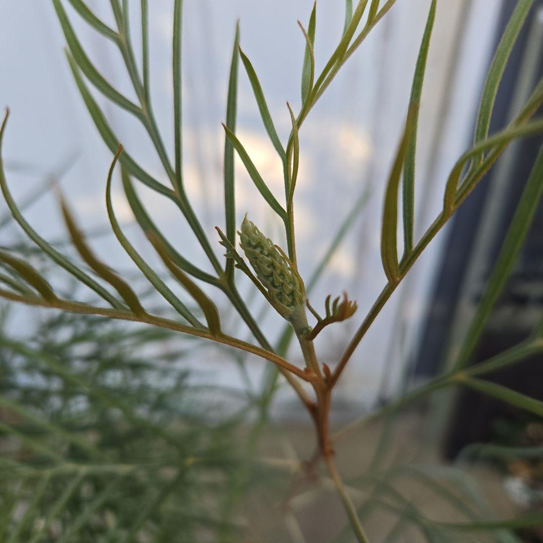 グレビレア　ピンクサプライズ　8号　特大苗木最高等級　希少品種