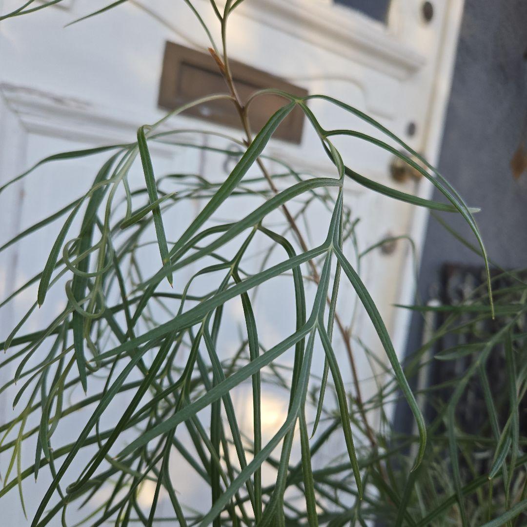 グレビレア　ピンクサプライズ　8号　特大苗木最高等級　希少品種