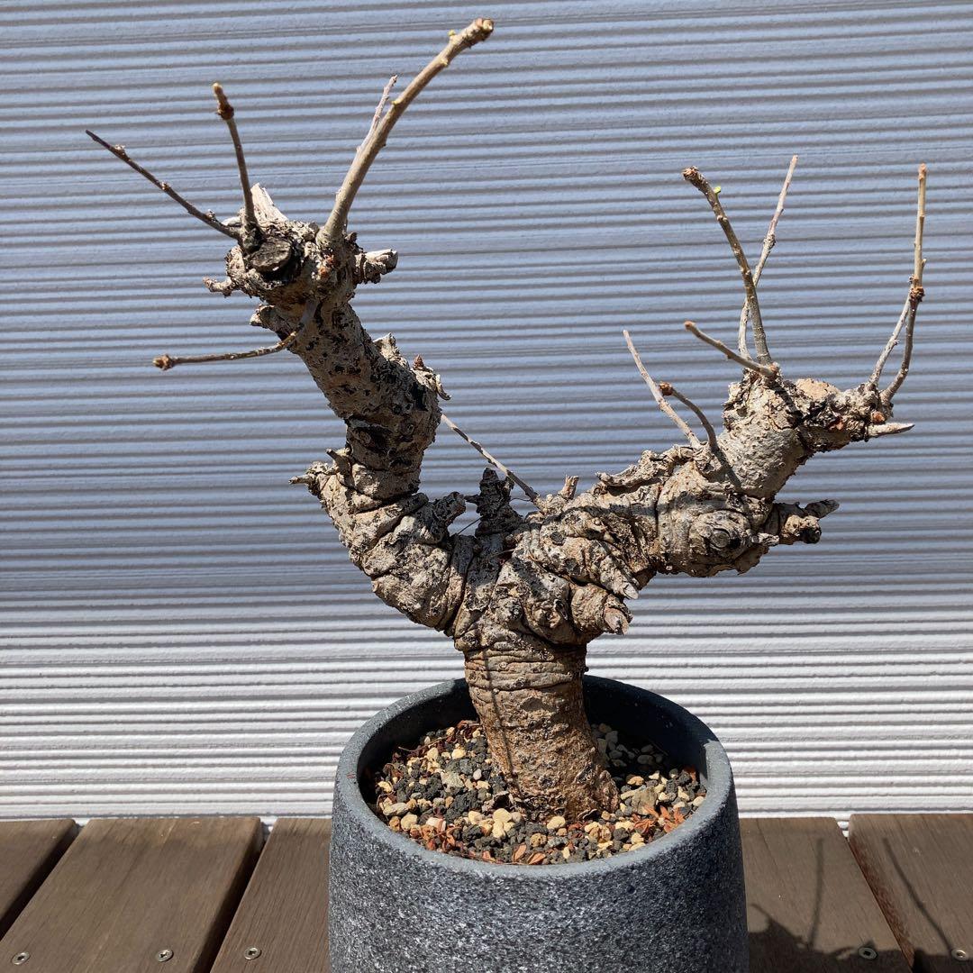 特大　ボスウェリアネグレクタ　現地球