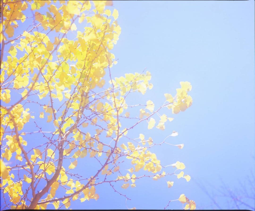 Mamiya RB67 Pro S 中判 250mm・360mmレンズ テレコン