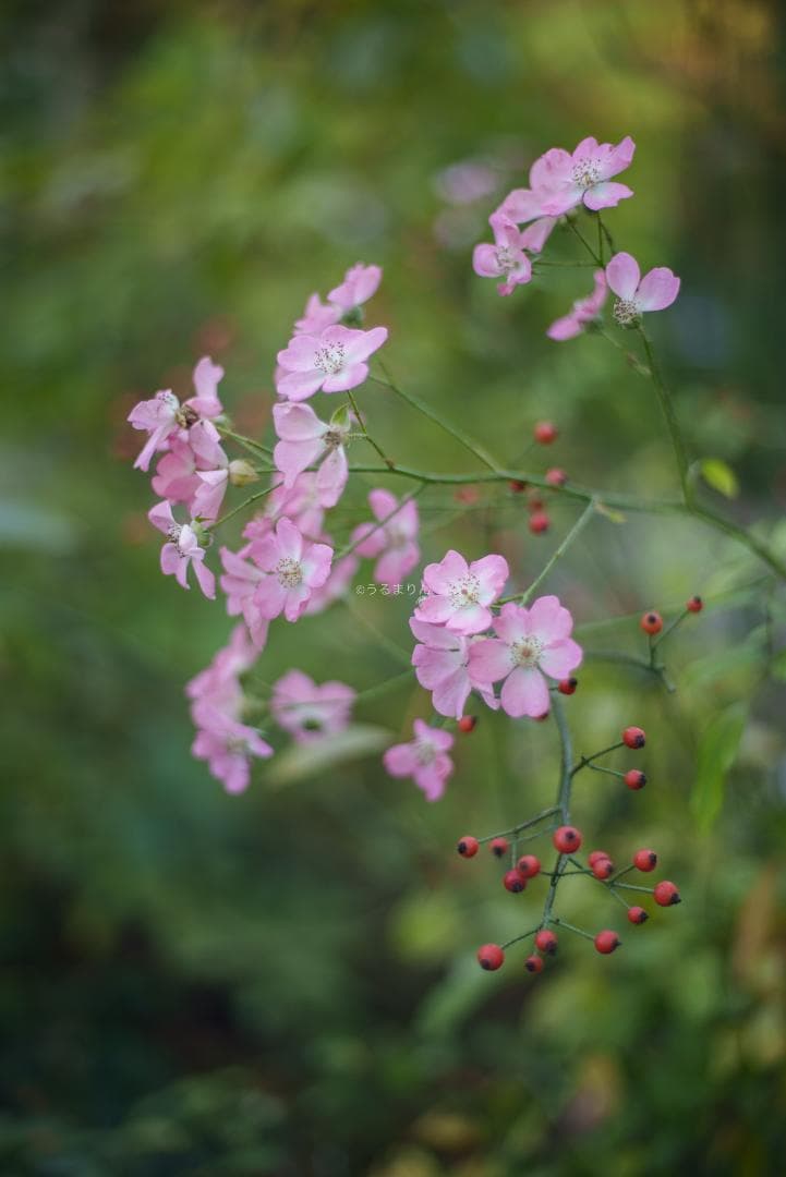 光学美品！隠れた銘玉！CONTAX Planar 50mm F1.7 AEJ