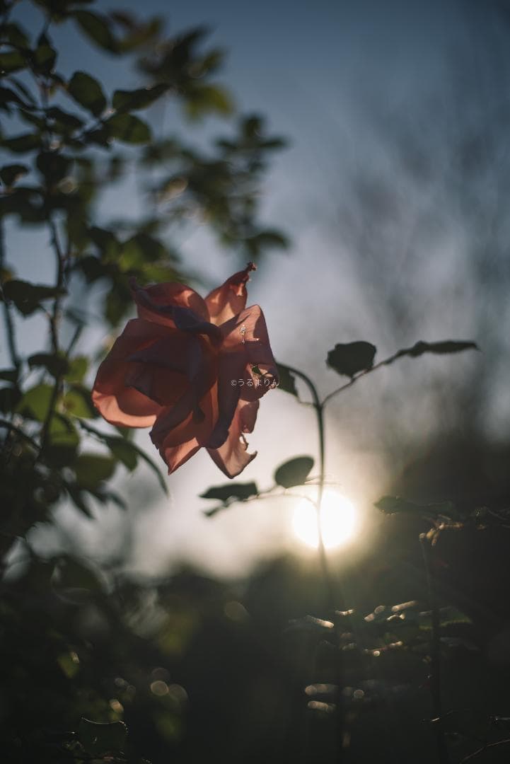 光学美品！隠れた銘玉！CONTAX Planar 50mm F1.7 AEJ