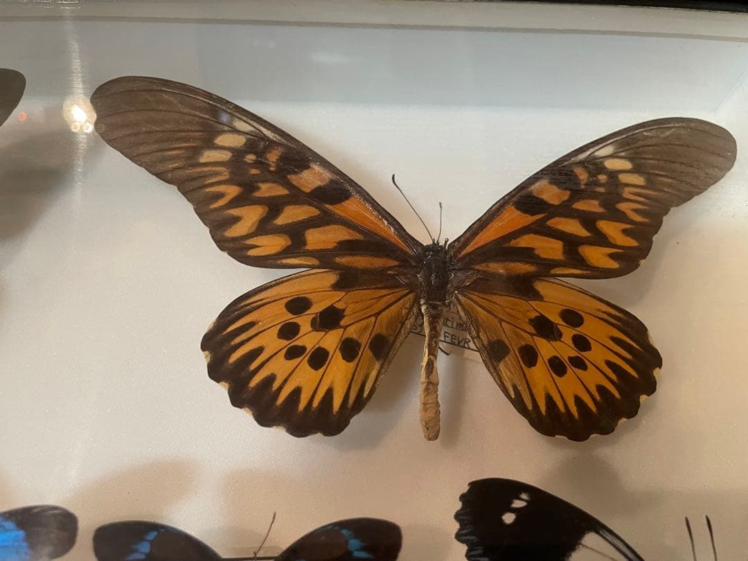 【蝶標本】ドルリーオオアゲハ他