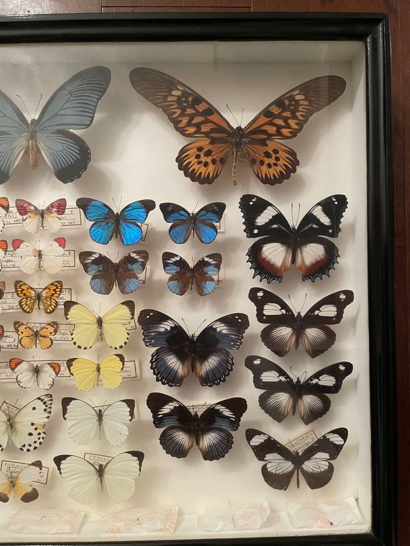 【蝶標本】ドルリーオオアゲハ他