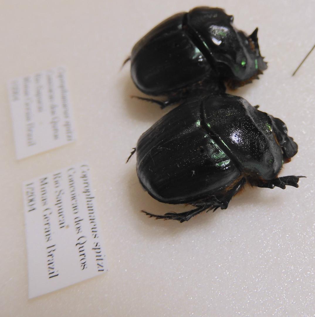 ブラジル産 スピッツダイコクコガネ 23-23mm