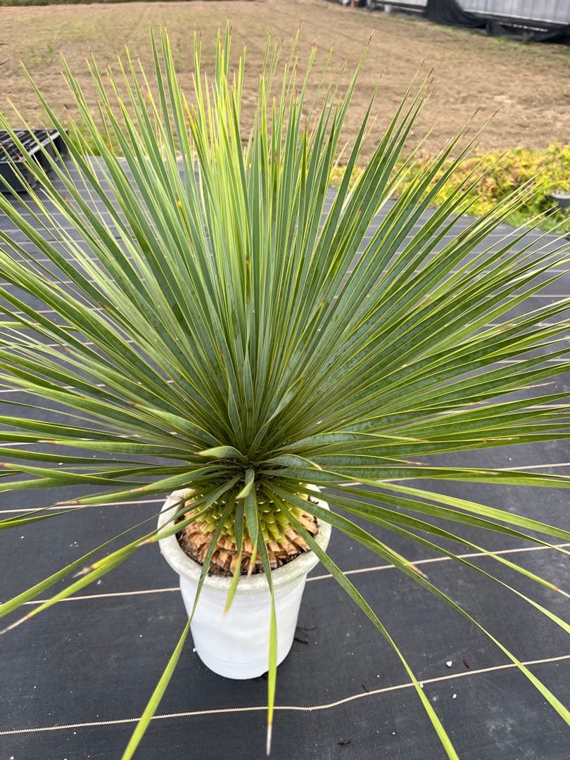 ユッカ　ロストラータ　極太幹　幹上がり　⑩