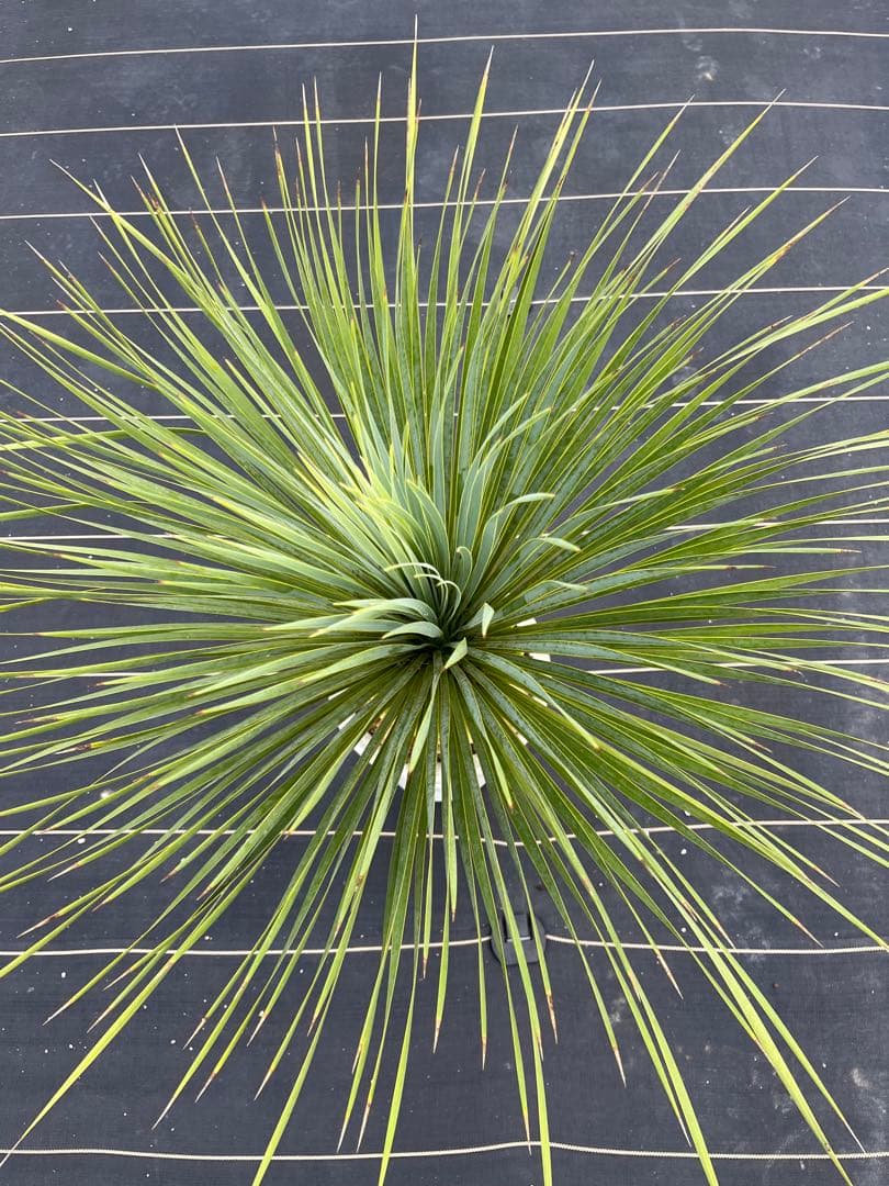 ユッカ　ロストラータ　極太幹　幹上がり　⑩