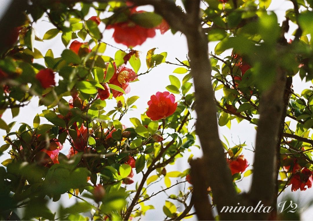 ★完動品＊美品＊希少品★minolta V2★初期保証★作例多数