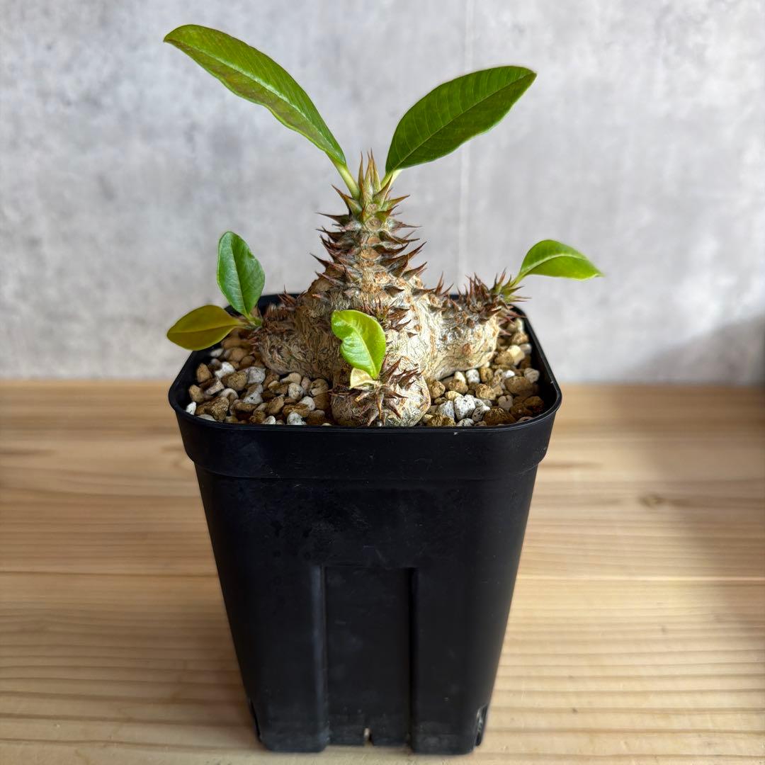 パキポディウムウィンゾリー 国内実生株