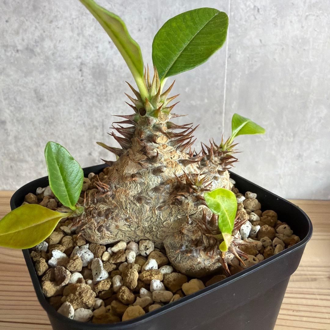 パキポディウムウィンゾリー 国内実生株