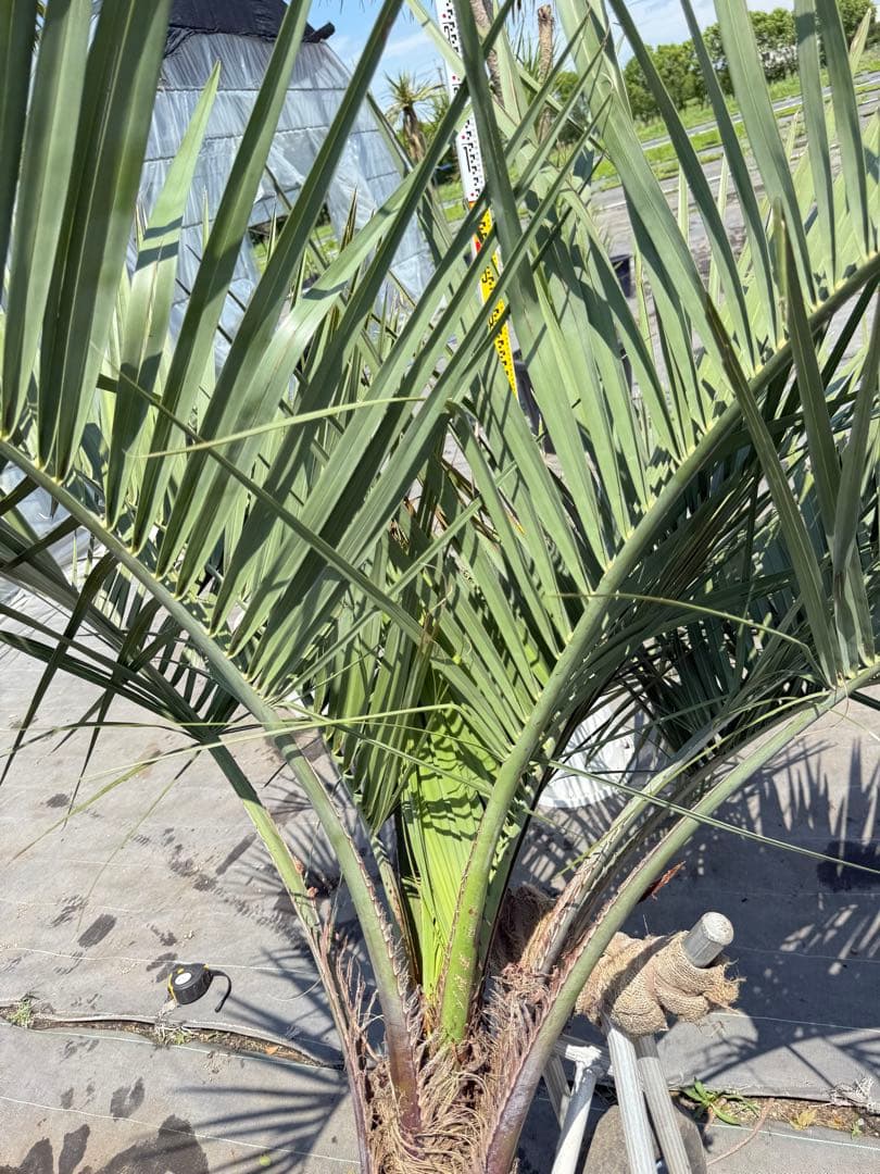 ココスヤシシルバーリーフ 【極太】葉先160cm 幹回り125cm 幹高50cm