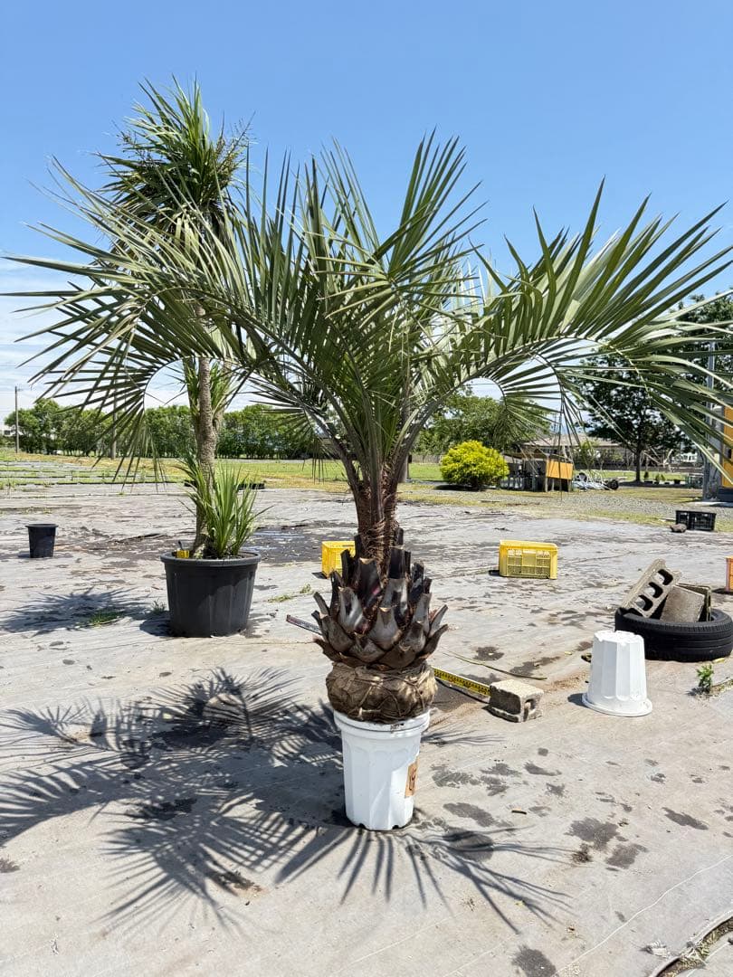 ココスヤシシルバーリーフ 【極太】葉先160cm 幹回り125cm 幹高50cm