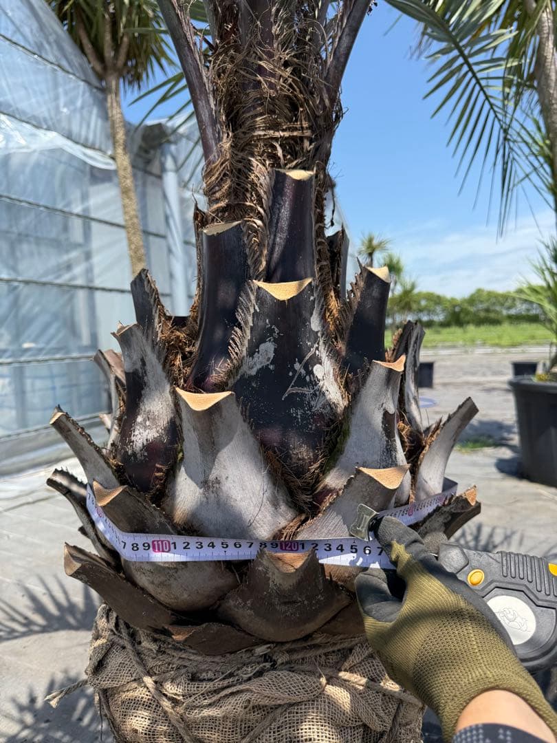 ココスヤシシルバーリーフ 【極太】葉先160cm 幹回り125cm 幹高50cm