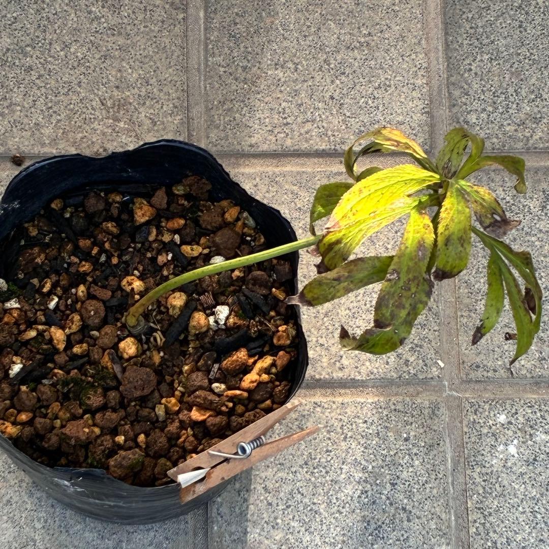 ヒ*イ様 ❤️根パンパン❤️⭐️超⭐️沢山新芽❤️3293⭐️SD⭐️herce