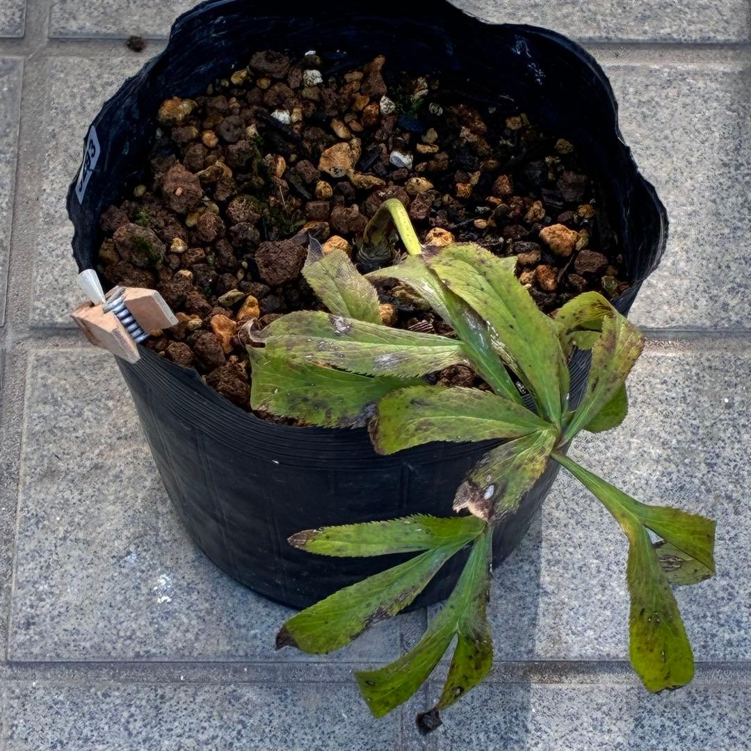 ヒ*イ様 ❤️根パンパン❤️⭐️超⭐️沢山新芽❤️3293⭐️SD⭐️herce