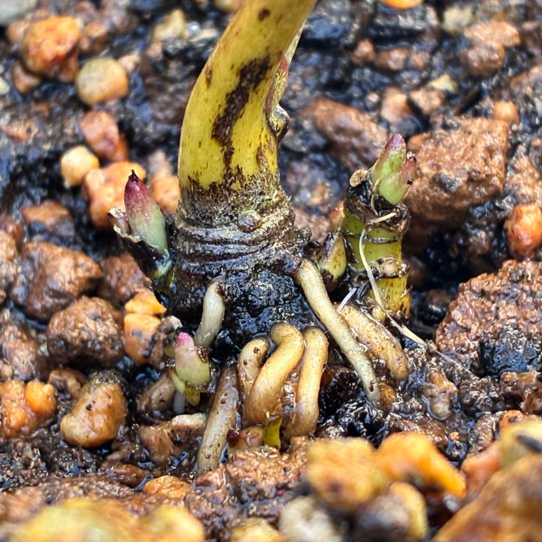 ヒ*イ様 ❤️根パンパン❤️⭐️超⭐️沢山新芽❤️3293⭐️SD⭐️herce