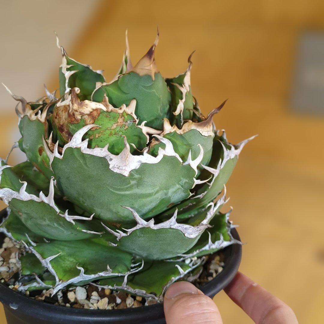 アガベ　白鯨　大株6号鉢