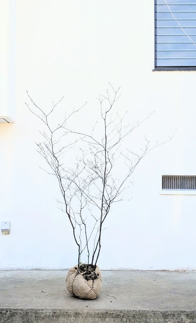 俊。山採りクロモジ。