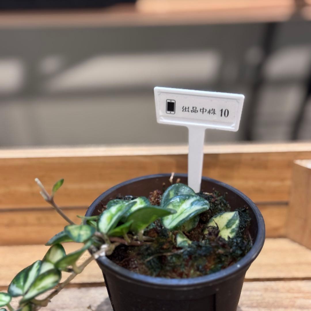 k*9様 10 ホヤ　マチルダ　内斑入り　成長点複数