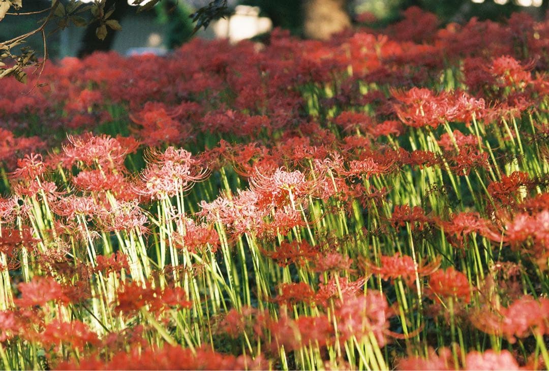 Canon AE-1 programフィルムカメラ FD50mm f1.4