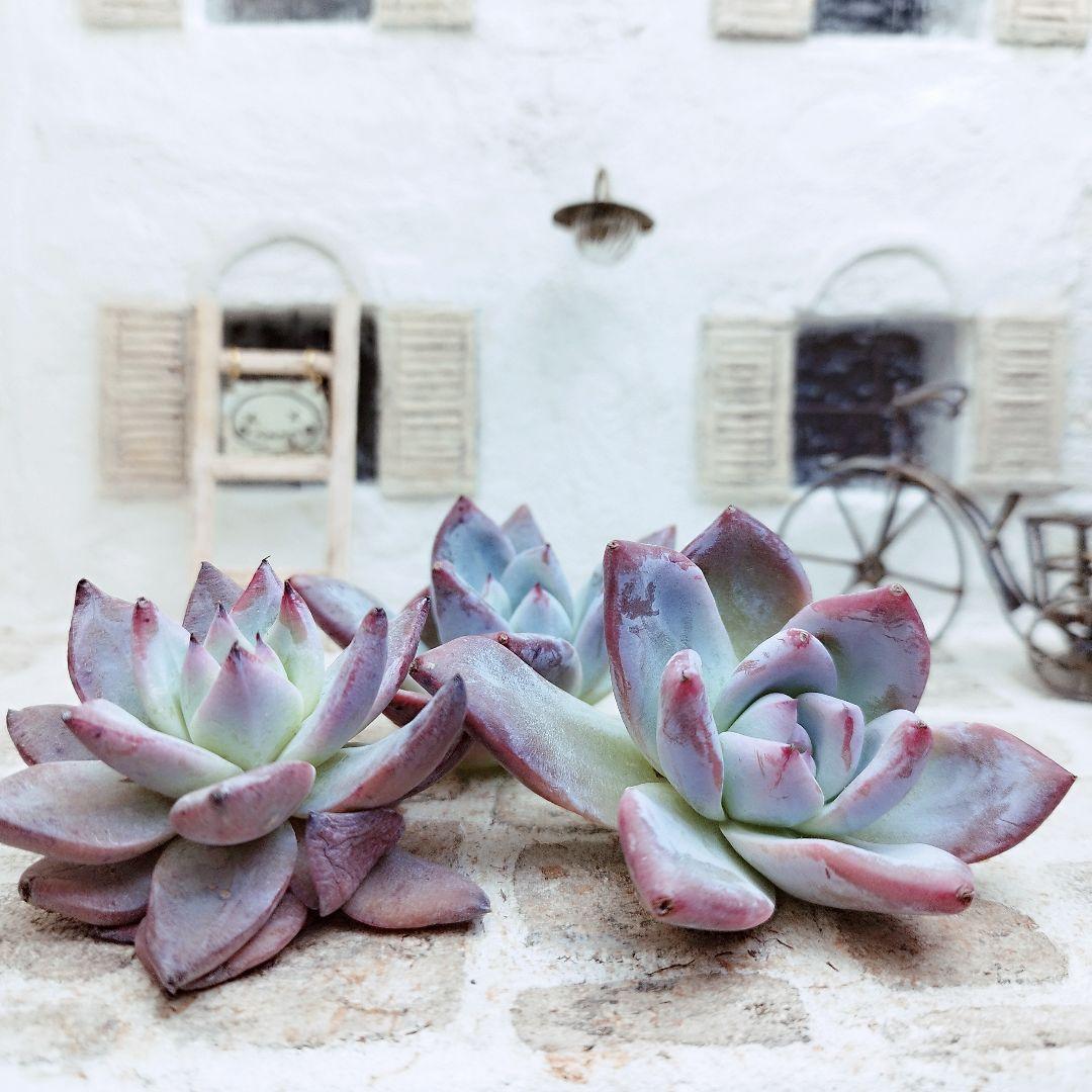 ブラックサバス(中苗)◎多肉植物 カット苗 韓国苗 エケベリア等