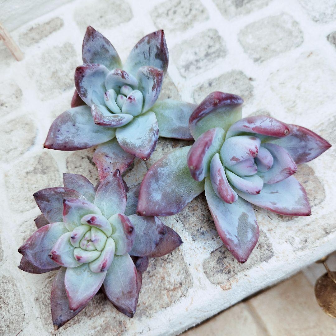 ブラックサバス(中苗)◎多肉植物 カット苗 韓国苗 エケベリア等