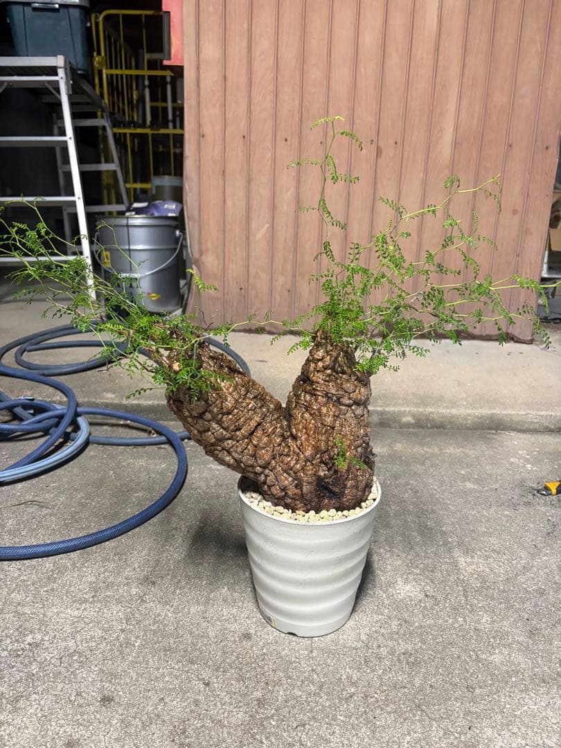 特良株 双頭 （パキプス） 中株／極太荒肌塊根／発根済／将来性抜群