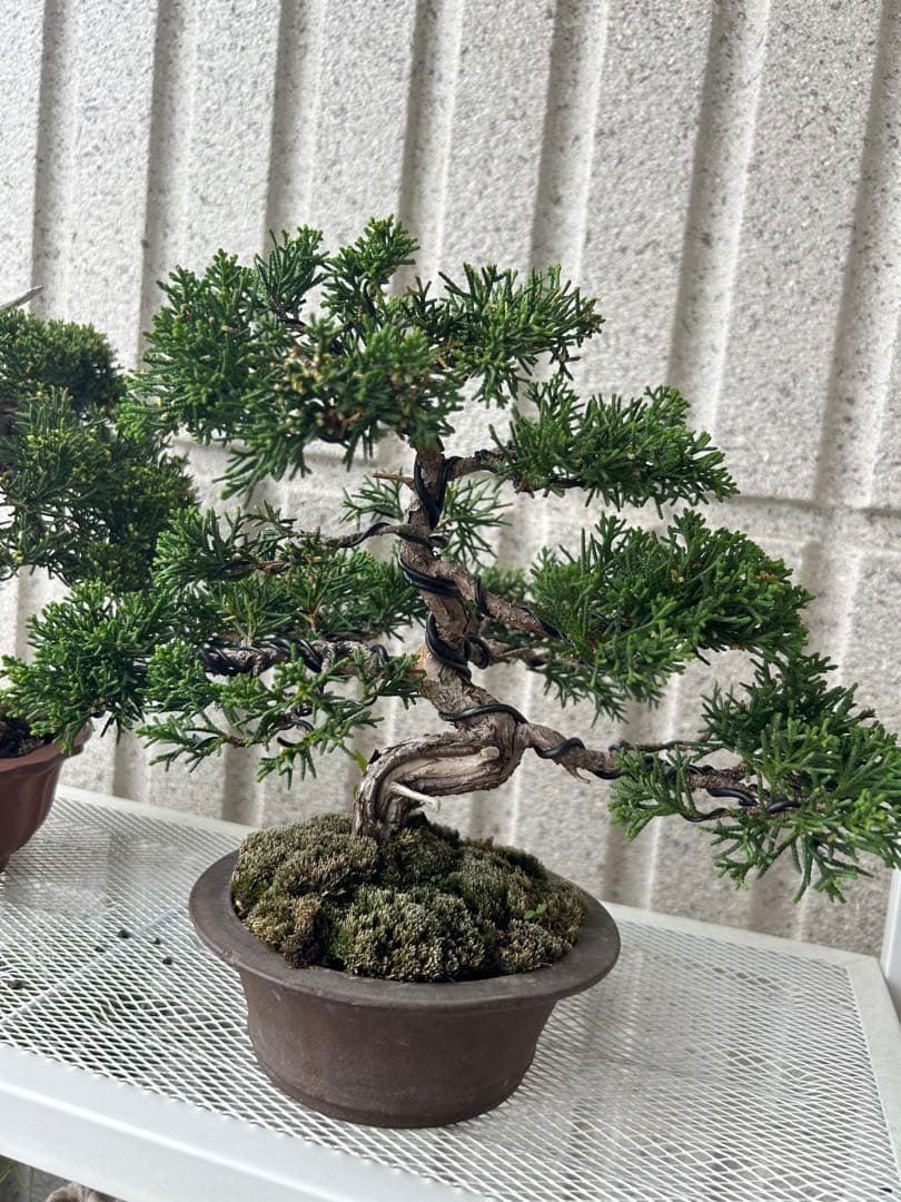 糸魚川真柏　盆栽　真柏