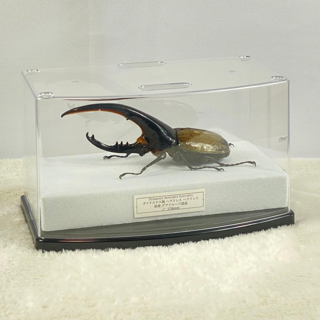 【大型】ヘラクレスオオカブト（ヘラクレス）のオブジェ（標本）