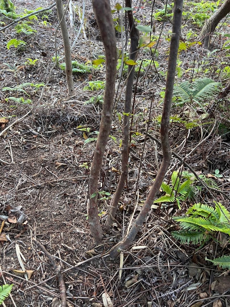 現品　ミツバツツジ　株立　特大苗　2.2mほど　山採り