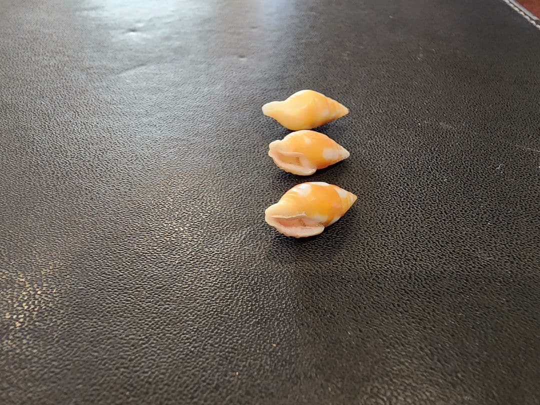 法螺貝　3cm以下