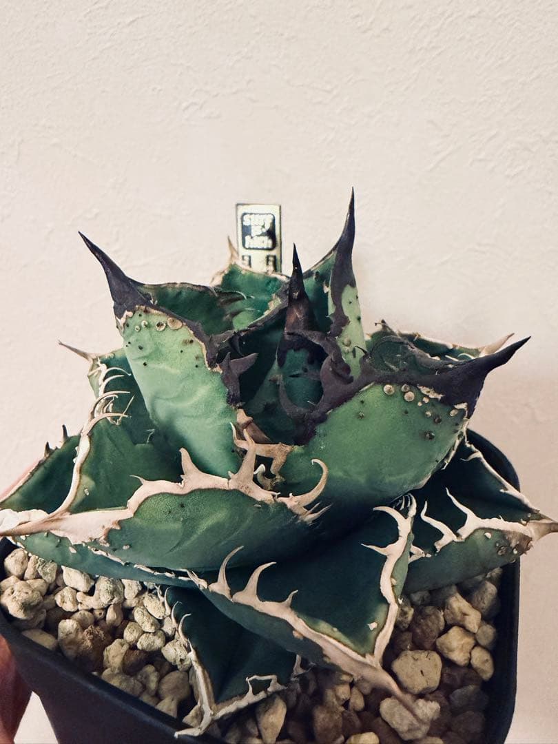 アガベチタノタ　親株出品　ブツブツSSS/真麻花龍、ivoryWA、冰雹