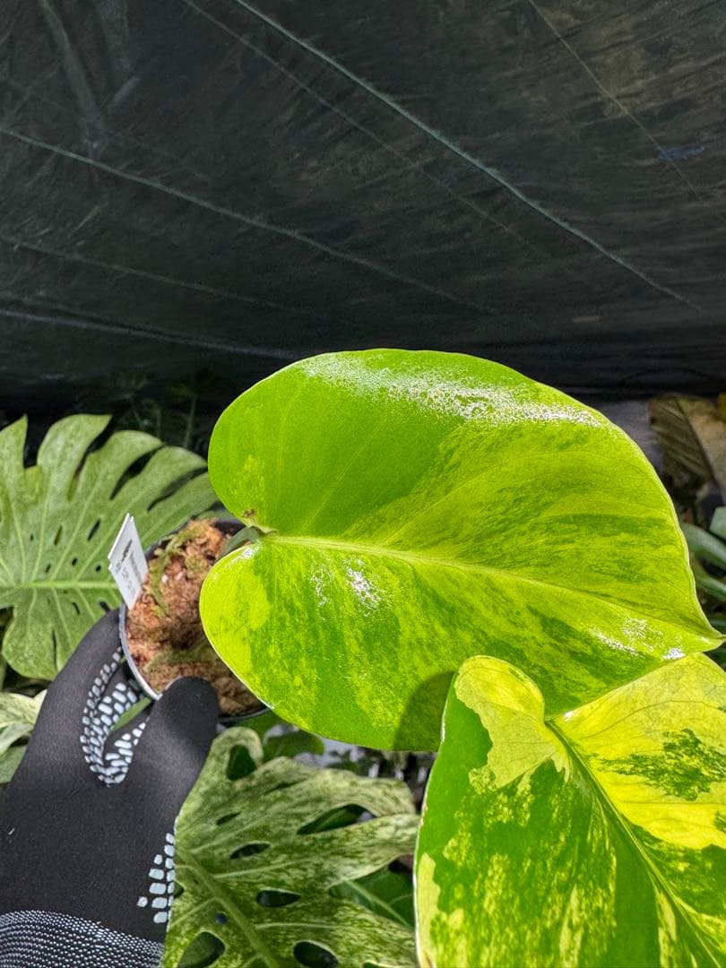 Mr5モンステラ　イエローマリリン　黄斑入り