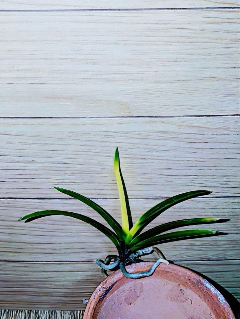 富貴蘭「金牡丹」（極光）